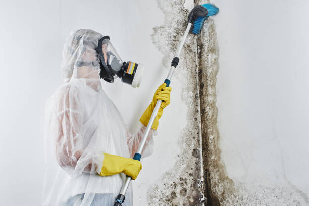 Attic Mold Removal in Farmington, IL