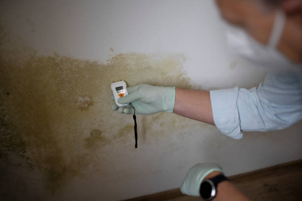 Best Affordable Mold Removal  in Farmington, IL