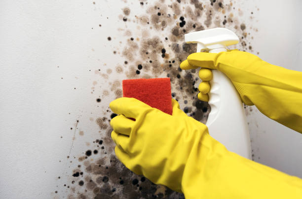 Best Commercial Mold Removal  in Farmington, IL