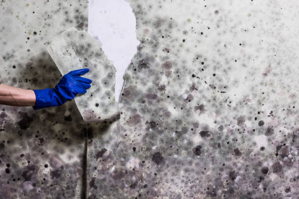 Crawl Space Mold Removal in Farmington, IL